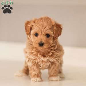 Charlotte, Maltipoo Puppy